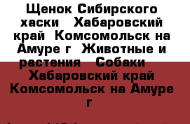 Щенок Сибирского хаски - Хабаровский край, Комсомольск-на-Амуре г. Животные и растения » Собаки   . Хабаровский край,Комсомольск-на-Амуре г.